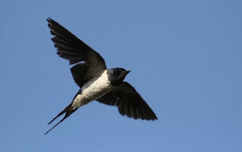 Pajak Sarang Burung Walet Dihapus, Ini Alasannya